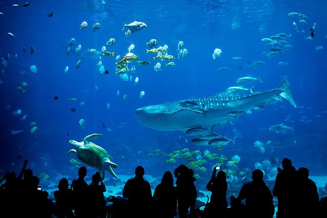 水族館　レジャー施設　密集　密接　モニタリング